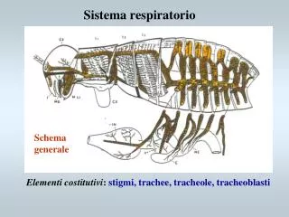 sistema respiratorio