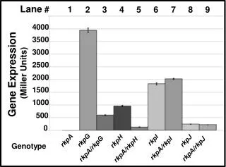 Gene Expression (Miller Units)