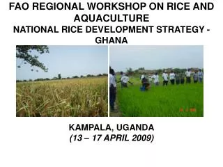 FAO REGIONAL WORKSHOP ON RICE AND AQUACULTURE NATIONAL RICE DEVELOPMENT STRATEGY - GHANA