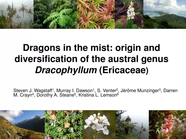 dragons in the mist origin and diversification of the austral genus dracophyllum ericaceae