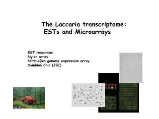 The Laccaria transcriptome: ESTs and Microarrays