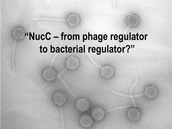 nucc from phage regulator to bacterial regulator
