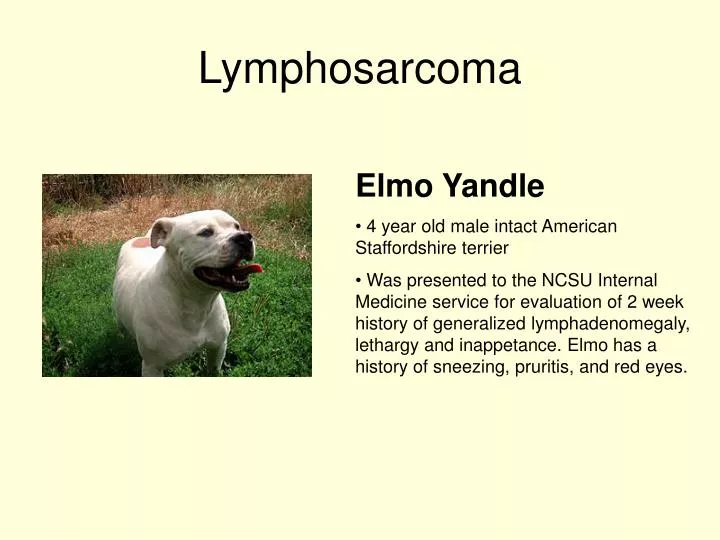 lymphosarcoma