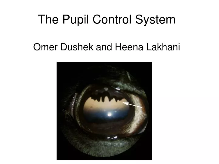 the pupil control system omer dushek and heena lakhani