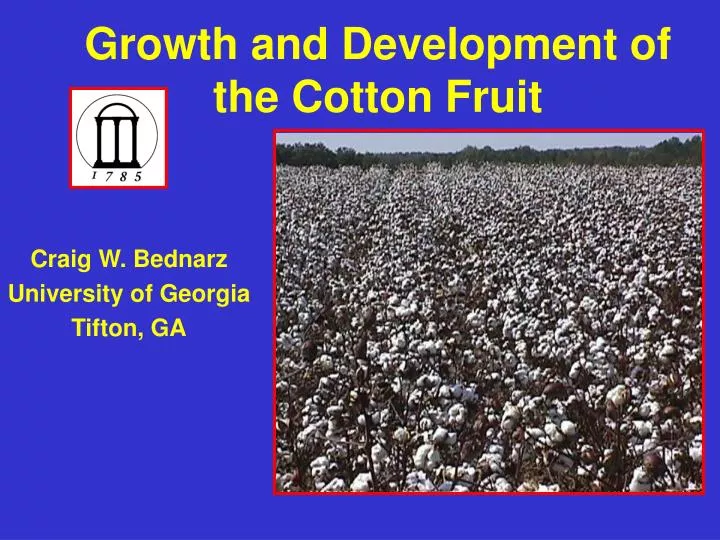 growth and development of the cotton fruit