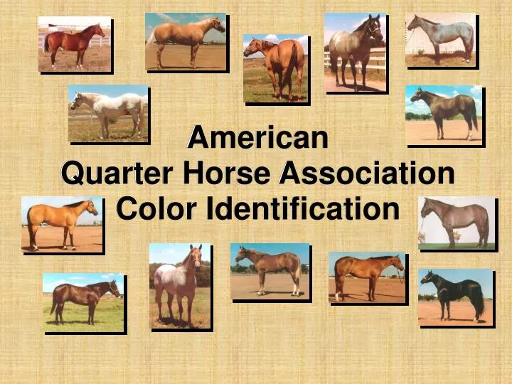 american quarter horse association color identification