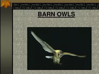 BARN OWLS