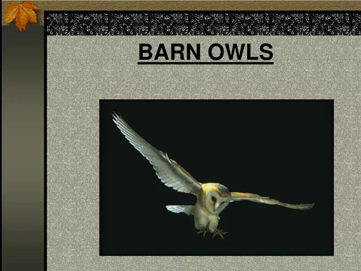 barn owls