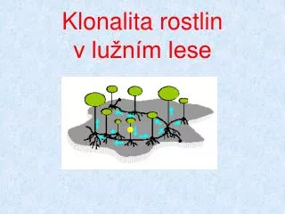 klonalita rostlin v lu n m lese