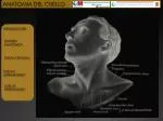 ANATOMIA DEL CUELLO - slide 1