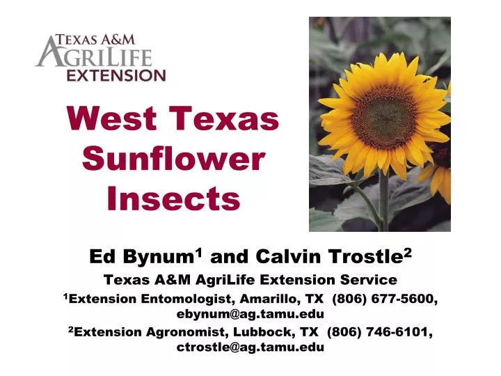 west texas sunflower insects