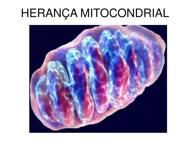 heran a mitocondrial