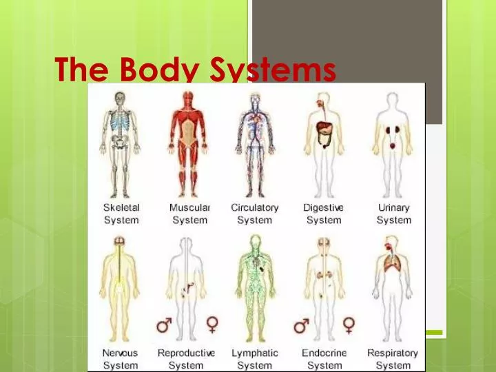 the body systems