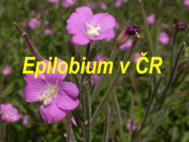 epilobium v r