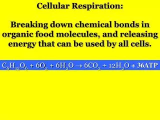 Cellular Respiration: