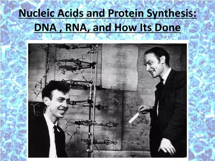 nucleic acids and protein synthesis dna rna and how its done