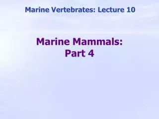 Marine Mammals: Part 4