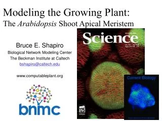 Modeling the Growing Plant: The Arabidopsis Shoot Apical Meristem