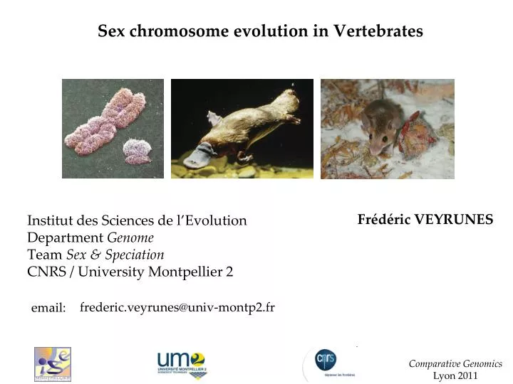 sex chromosome evolution in vertebrates