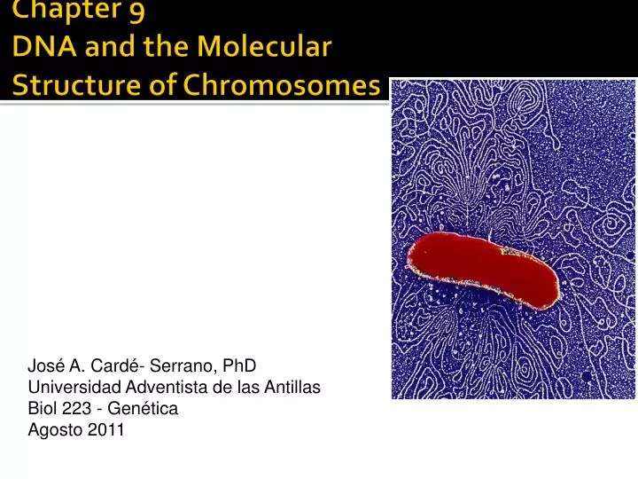 chapter 9 dna and the molecular structure of chromosomes