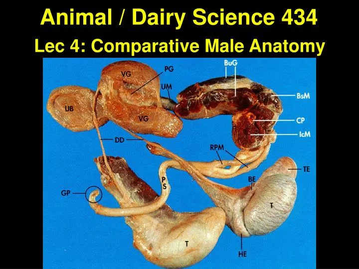 animal dairy science 434