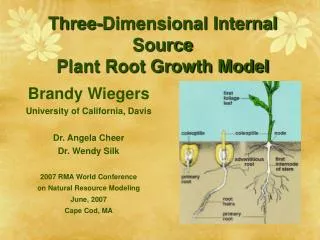 Three-Dimensional Internal Source Plant Root Growth Model