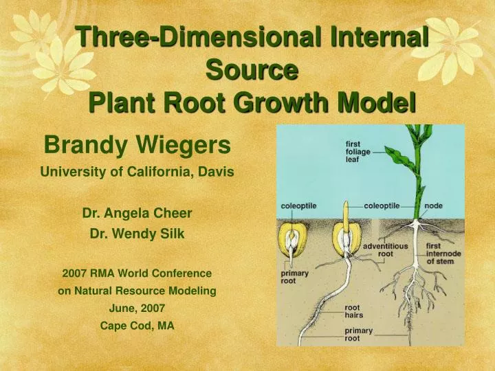 three dimensional internal source plant root growth model