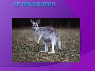le kangourou