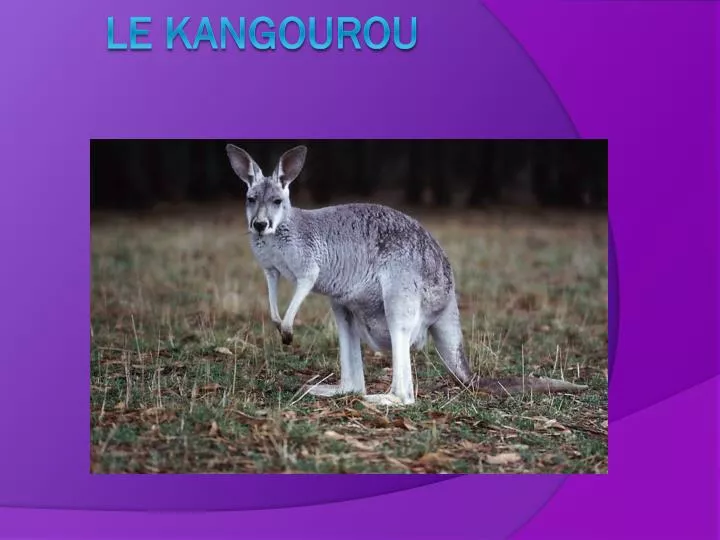 le kangourou