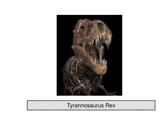 Tyrannosaurus Rex