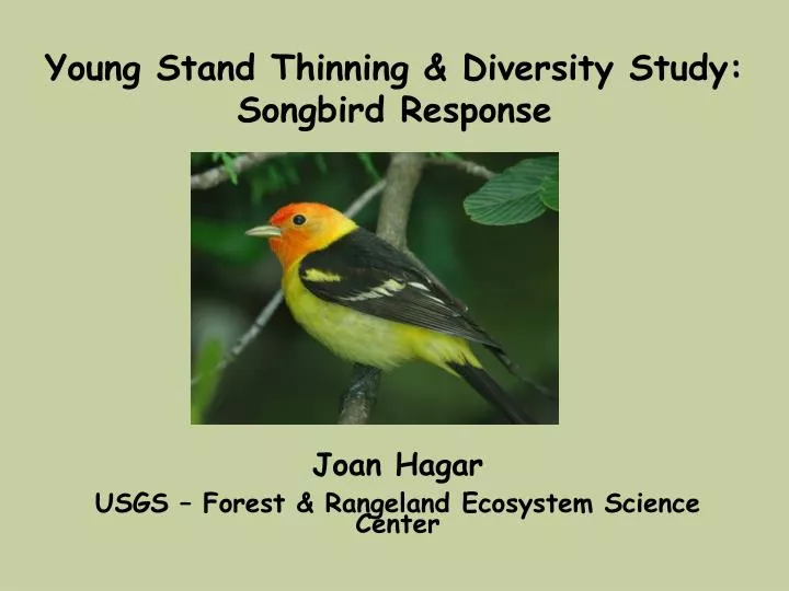 young stand thinning diversity study songbird response
