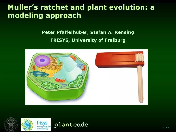 muller s ratchet and plant evolution a modeling approach
