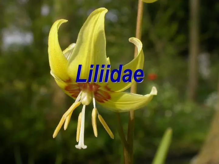 liliidae