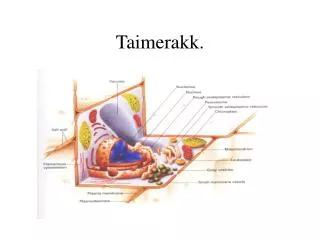 taimerakk