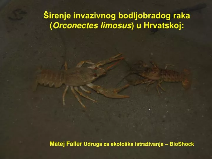 irenje invazivnog bodljobradog raka orconectes limosus u hrvatskoj