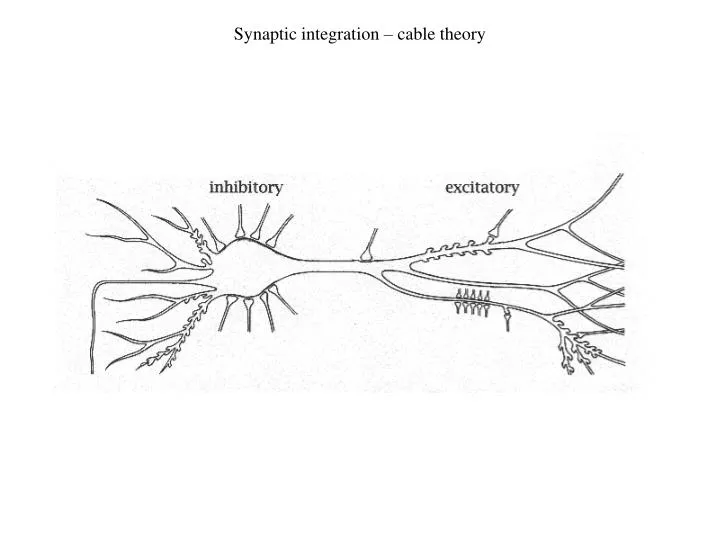 synaptic integration cable theory