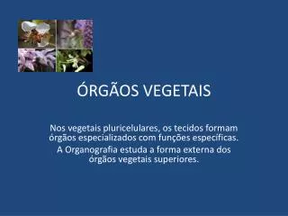 rg os vegetais