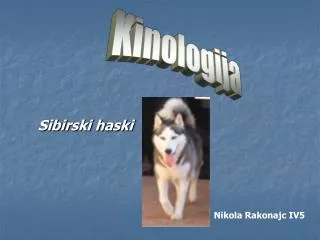 sibirski haski
