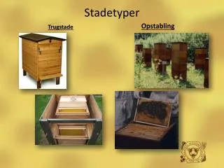 stadetyper