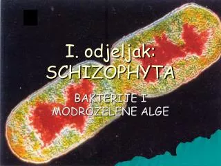 i odjeljak schizophyta