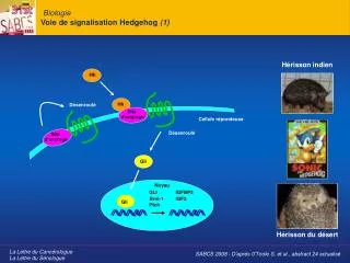 biologie voie de signalisation hedgehog 1
