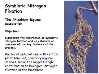 Symbiotic Nitrogen Fixation The Rhizobium -legume association Objective: