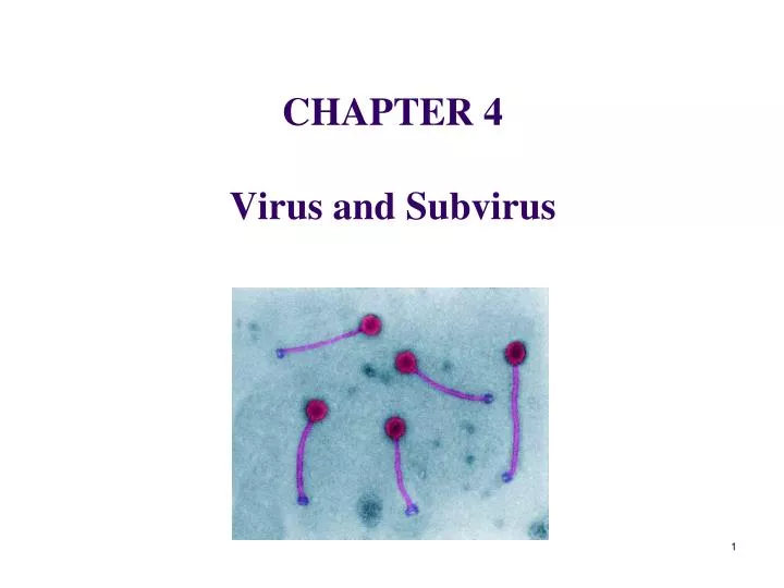 chapter 4 virus and subvirus