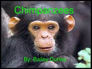 Chimpanzees