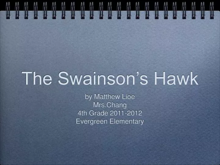 the swainson s hawk