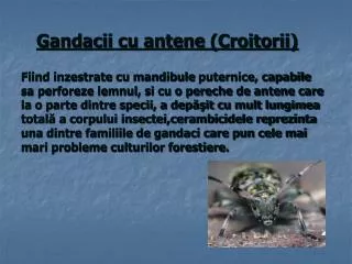 Gandacii cu antene (Croitorii)