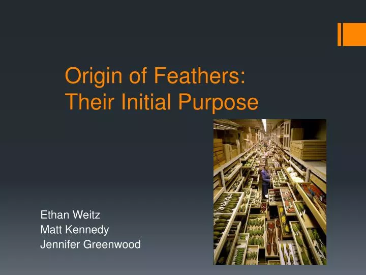 origin of feathers their initial purpose
