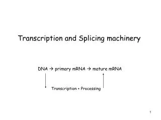 Transcription and Splicing machinery