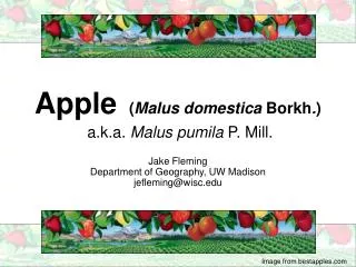 Apple ( Malus domestica Borkh . ) a.k.a. Malus pumila P. Mill.