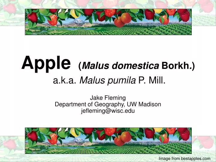apple malus domestica borkh a k a malus pumila p mill